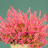 Heather Plant - Calluna vulgaris Garden Girls Bonita
