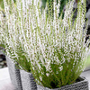 Heather Plant - Calluna vulgaris Garden Girls Melanie