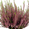Heather Plant - Calluna vulgaris Garden Girls Rosita
