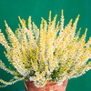 Heather Plant - Calluna vulgaris Garden Girls Sandy