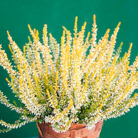 Heather Plant - Calluna vulgaris Garden Girls Sandy