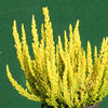 Heather Plant - Calluna vulgaris Garden Girls Zeta