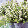 Heather Plant - Erica darleyensis White Perfection