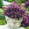Heather Plant - Erica x darleyensis Kramer