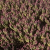 Hebe Albicans Super Red