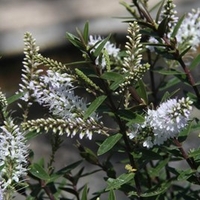 Hebe Champagne Plant