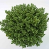 Hebe Pinguifolia Pagei