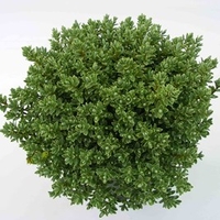 Hebe Pinguifolia Pagei