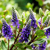 Hebe Plant - Autumn Glory