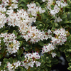 Hebe Plant - Pinguifolia Sutherlandii