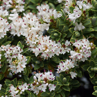 Hebe Plant - Pinguifolia Sutherlandii