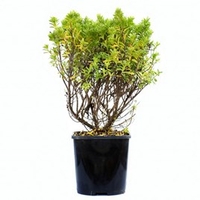 Hebe Plant - Rakiensis