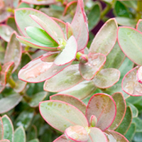 Hebe Plant - Red Edge