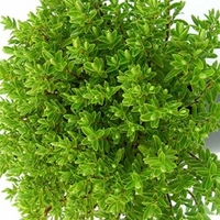 Hebe Subalpina