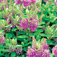 Hebedonna Plant - Diana