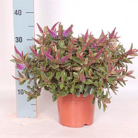 Hebedonna Plant - Emma