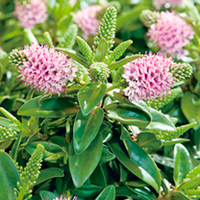 Hebedonna Plant - Sofia