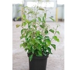 Hedera helix Plant - Arborescens
