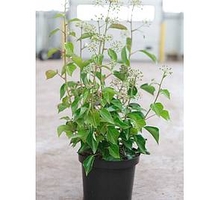 Hedera helix Plant - Arborescens
