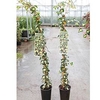 Hedera helix Plant - Goldheart
