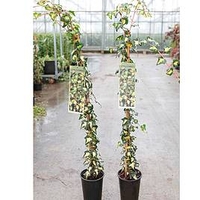 Hedera helix Plant - Goldheart