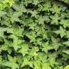 Hedera Hibernica