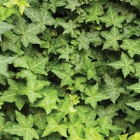 Hedera Hibernica