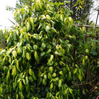 Hedera Plant - Colchica Sulphur Heart