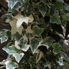 Hedera Plant - Helix Glacier