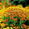 Helenium Autumnale Western 16