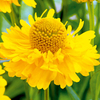 Helenium Plant - Double Trouble