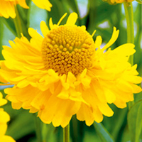 Helenium Plant - Double Trouble