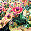 Helenium Plant - Fuego