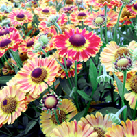 Helenium Plant - Fuego
