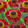 Helenium Plant - Ruby Tuesday