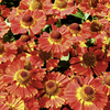Helenium Plant - Salsa