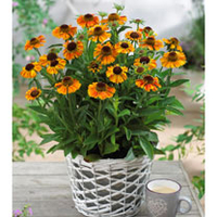 Helenium Plant - Short 