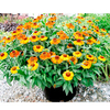 Helenium Plant - Short 