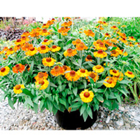 Helenium Plant - Short 