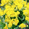 Helenium Plant - Sombrero