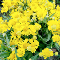 Helenium Plant - Sombrero