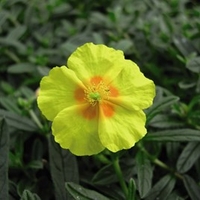Helianthemum Ben Fhada