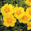 Helianthemum Plant - Ben Fhada