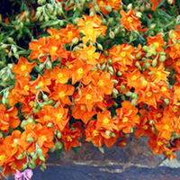 Helianthemum Plant - Ben Mohr