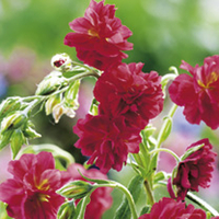 Helianthemum Plant - Cerise Queen