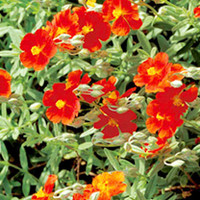 Helianthemum Plant - Fire Dragon