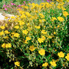 Helianthemum Plant - Sterntaler
