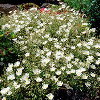 Helianthemum Plant - The Bride