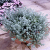 Helichrysum petiolare Plants - Silver