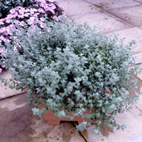 Helichrysum petiolare Plants - Silver